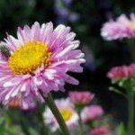 Happy nature